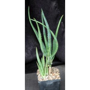 Aloe camperi 5-inch pots