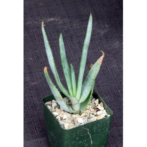 Aloe capitata var. quartziticola 4-inch pots
