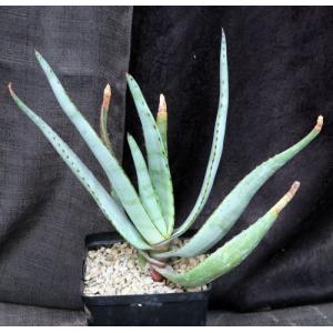 Aloe capitata var. quartziticola one-gallon pots
