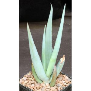 Aloe castanea 5-inch pots