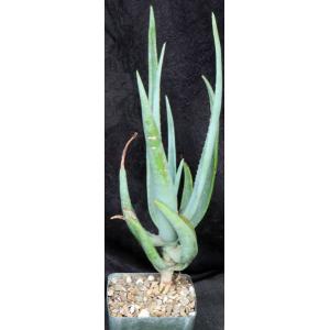 Aloe castanea 5-inch pots