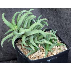 Aloe castilloniae (Castillon) one-gallon pots