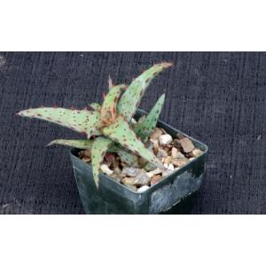 Aloe castilloniae 3-inch pots