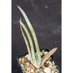 Aloe chaubaudii var. chaubaudii 2-inch pots