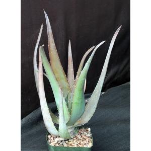 Aloe chaubaudii var. chaubaudii 5-inch pots