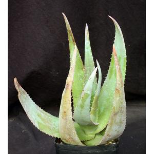 Aloe chrysostachys one-gallon pots