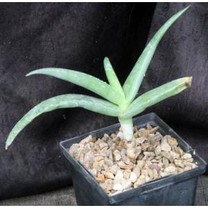 Aloe collenetteae (ES 15162) 5-inch pots