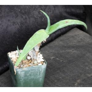 Aloe collenetteae (ES 15162) 4-inch pots