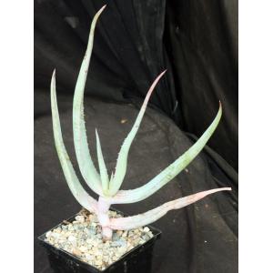 Aloe comosa 5-inch pots