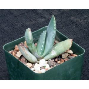 Aloe comptonii 4-inch pots