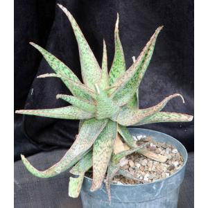 Aloe cv Chartreuse Chanteuse 8-inch pots