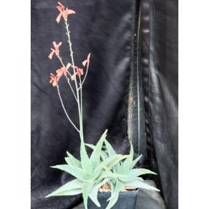 Aloe cv Delta Lights one-gallon pots
