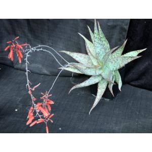 Aloe cv Krakatoa one-gallon pots