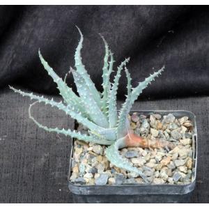 Aloe cv Scott McDermott 5-inch pots