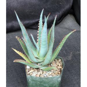 Aloe cv Swordfish 5-inch pots