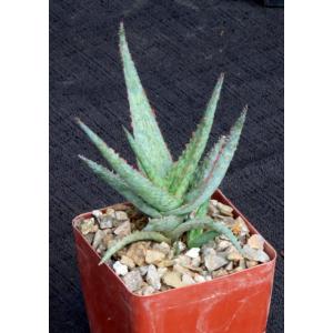 Aloe cv Raspberry Delight 4-inch pots