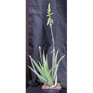 Aloe dhalensis one-gallon pots