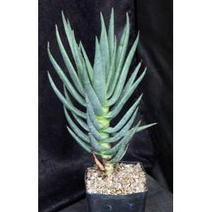 Aloe dichotoma one-gallon pots