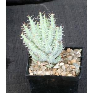 Aloe erinacea 5-inch pots