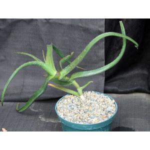 Aloe fleurentiniorum hybrid 8-inch pots