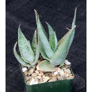 Aloe fleuretteana 4-inch pots