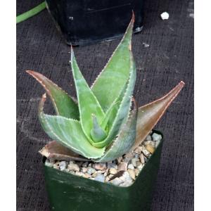 Aloe fleuretteana 4-inch pots
