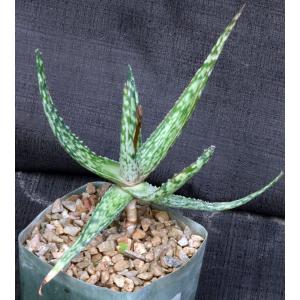 Aloe fragilis 5-inch pot