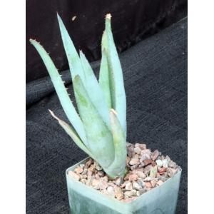 Aloe glauca ssp. spinosior 4-inch pots
