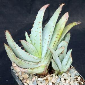Aloe glauca ssp. spinosior 5-inch pots
