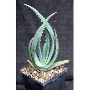 Aloe globuligemma 5-inch pots