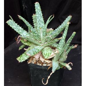 Aloe greatheadii var. davyana (Candy Stripe) one-gallon pots