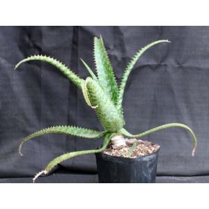 Aloe greenii one-gallon pots