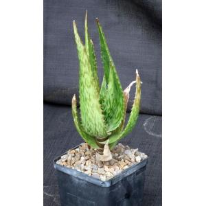 Aloe harlana 5-inch pots