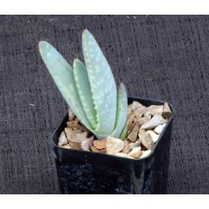 Aloe hereroensis 2-inch pots