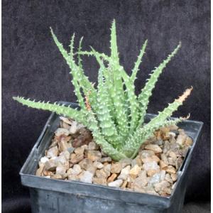 Aloe humilis Special Clone 5-inch pots