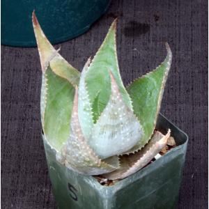 Aloe imalotensis var. longeracemosa 4-inch pots