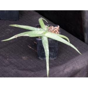 Aloe inamara 5-inch pots