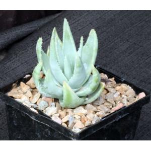 Aloe krapohliana var. dumoulinii 5-inch pots