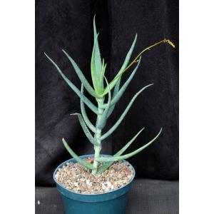 Aloe kulalensis 8-inch pots