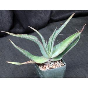Aloe lavranosii 5-inch pots
