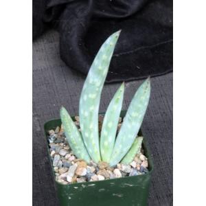 Aloe littoralis 4-inch pots