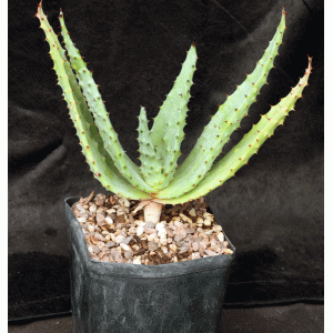 Aloe Marlothii one-gallon pots