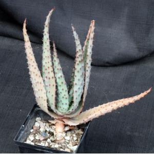 Aloe marlothii 5-inch pots