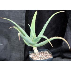 Aloe megalacantha one-gallon pots