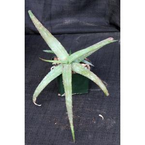 Aloe monotropa 5-inch pots