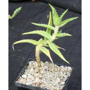 Aloe morijensis 5-inch pots