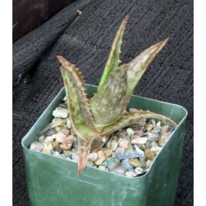 Aloe mossurilensis 4-inch pots