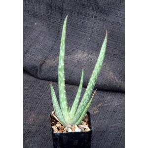 Aloe niebuhriana 2-inch pots