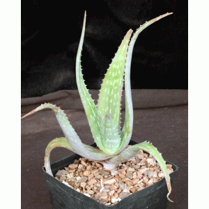 Aloe niensiensis one-gallon pots