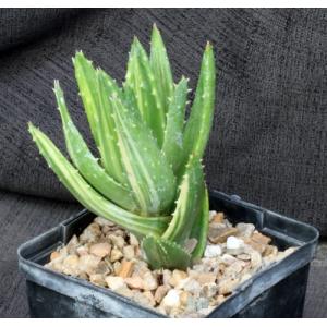 Aloe nobilis (variegated) 5-inch pots